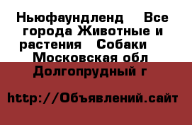 Ньюфаундленд  - Все города Животные и растения » Собаки   . Московская обл.,Долгопрудный г.